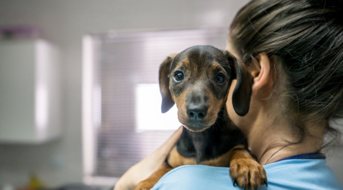 Owner holding a dachshund puppy