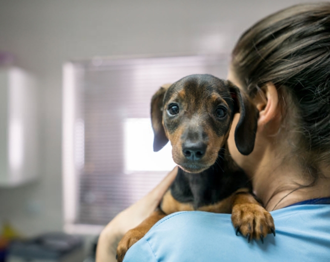 Owner cuddling a dachshund puppy