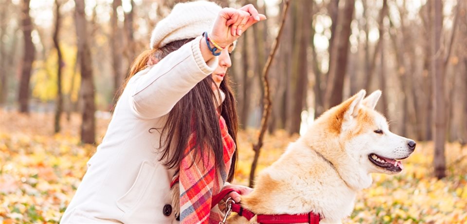 Owner training an Akita in the woods