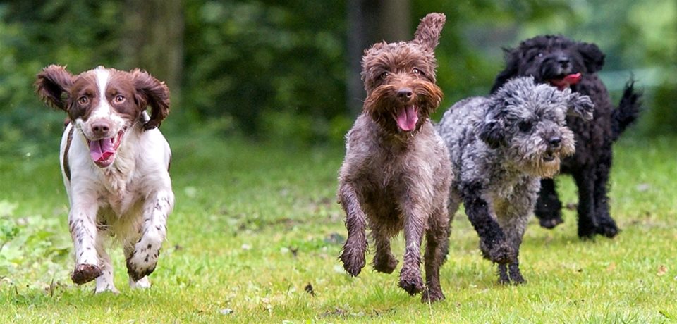 Dogs running on grass