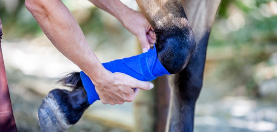Horse leg being bandaged